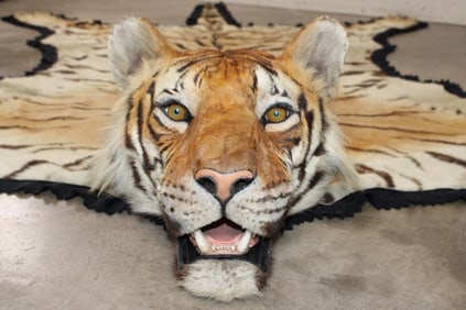 *TEXAS RESIDENTS ONLY* XL TIGER Rug with its Mounted Head and a Felt Bottom