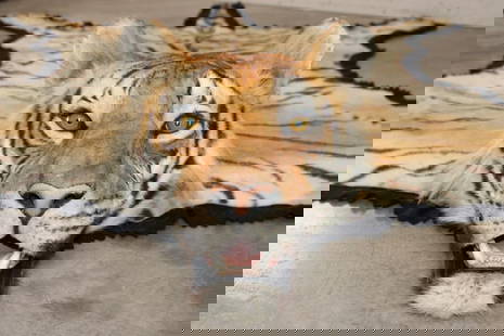 *TEXAS RESIDENTS ONLY* XL TIGER Rug with its Mounted Head and a Felt Bottom: *TEXAS RESIDENTS ONLY*!!! XL TIGER Rug with its Mounted Head and Felted Bottom. This Tiger has a great face! It measures 9'4" Long from the Chin to the Tail and has a 7'4" Wingspan. It is missing 2 of