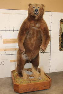 Massive 7' Tall Standing BROWN BEAR/GRIZZLY BEAR with over 4" Long Claws: Massive Standing BROWN BEAR/GRIZZLY BEAR. He stand at 7' 4" Tall and each Claw measures over 4" Long. He is mounted on a 50" x 47" Wood Base with Wheels. The Total Mount Height is 8' 5" Tall. Thi
