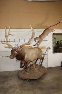 Life-sized MOUTAIN LION Leaping onto a Life-sized BULL ELK: Very Unique mount of a Life-sized MOUNTAIN LION Leaping onto a Big Life-sized BULL ELK. The Mountain Lion is beautiful and has a great face. It has All its Claws and is removable. He measures 9'6" Tal