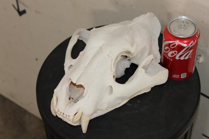 *TEXAS RESIDENTS ONLY* TIGER Skull with All its Teeth and XL Canines