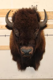 XXL BUFFALO or BISON Shoulder Mount