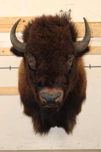 XXL BUFFALO or BISON Shoulder Mount: Very Nice XXL BUFFALO or BISON Shoulder Mount in Good Condition. The Left Horn measures 17 1/8" Long and 11" around the Horn Base. The Right Horn measures 17.75" Long and 11" around the Horn Base. TAX
