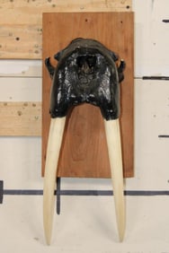 Antique Upper WALRUS Skull on a Wooden Plaque