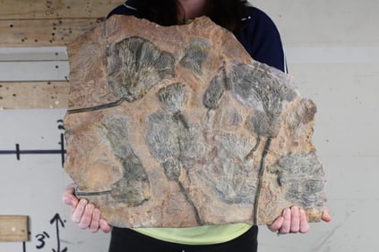 Big Moroccan CRINOID Fossil Plate from Morocco, Weight: 19lbs