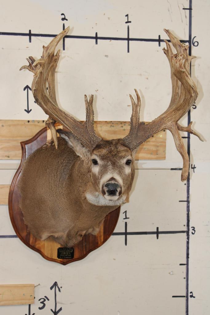 37-Point WHITETAIL DEER Shoulder Mount with Reproduction Antlers after Francis Finks 1948 Kill: 37-Point WHITETAIL DEER Shoulder Mount with Reproduction Antlers. This is mounted after Francis Finks Marshall County South Dakota 1948 256 1/8 Non-Typical Boone and Crockett Award winning Whitetail D