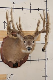 22-Point WHITETAIL DEER Shoulder Mount with Reproduction Antlers after Harold Keitzman's 1940's Find