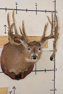 22-Point WHITETAIL DEER Shoulder Mount with Reproduction Antlers after Harold Keitzman's 1940's Find: 22-Point WHITETAIL DEER Shoulder Mount with Reproduction Antlers. This mount is after original antlers found in Tavern by Harold Keitzman of Wisconsin in the 1940's with a 252 Boone and Crockett Scale