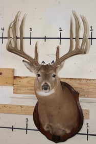 14-Point WHITETAIL Deer Shoulder Mount with Reproduction Antlers, Ranked No. 8 by Boone and Crockett