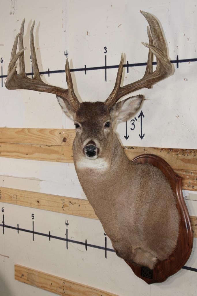12-Point WHITETAIL DEER Shoulder Mount with Reproduction Antlers after "The Brinegar Buck": 12-Point WHITETAIL DEER Shoulder Mount with a 26 3/8" Spread. The Reproduction Antlers are after "The Brinegar Buck" Taken in Iowa 1966, 200 2/8 Typical Boone and Crockett Points. COLLECTIBLE TAXIDERM