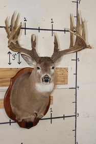 29-Point WHITETAIL Deer Shoulder Mount with Reproduction Antlers after Keith Dahmer's Alberta Buck