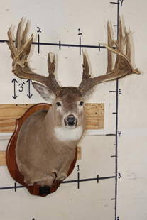 29-Point WHITETAIL Deer Shoulder Mount with Reproduction Antlers after Keith Dahmer's Alberta Buck: 29-Point WHITETAIL Deer Shoulder Mount with Reproduction Antlers after Keith Dahmer's Edmonton Alberta 1993, with 256 4/8 Non-Typical Boone and Crockett Points. It has a 28" Spread. COLLECTIBLE TAXIDE