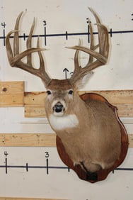 11-Point WHITETAIL DEER Shoulder Mount with Reproduction Antlers hunted by the Stang Brothers