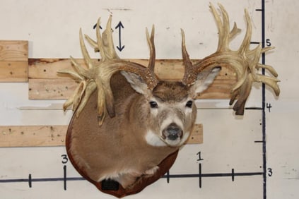 WHITETAIL DEER Shoulder Mount -"Missouri Monarch" Reproduction 42-Point Antlers