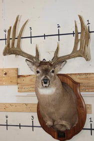 WHITETAIL DEER Shoulder Mount, Reproduction Antlers after John Breen's 1918 No. 7 Boone and Crockett