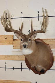 19-Point WHITETAIL DEER Shoulder Mount with Reproduction Antlers after James Rath's 1977 Kill