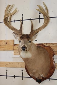10-Point WHITETAIL DEER Shoulder Mount with Reproduction Antlers after James Jordan's Kill