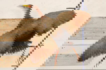 *Rarely Seen* Life-sized GIANT WOOD RAIL Bird Mount