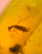 item-209902833=12