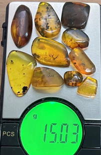 (10) Pieces of Authentic Myanmar AMBER Fossil Insect Specimens, Weight: 15.03 g (ONE$): 10 Pieces of Authentic Myanmar AMBER Fossil Specimens with Insects inclusions. The Total Weight is 15.03 grams and they come with a display case as shown. These were mined in Burma and are approximate
