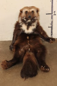 *Rarely Seen* Life-sized WOLVERINE Soft Mount