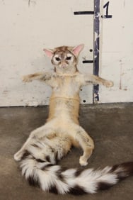 *Rarely Seen* Life-sized RINGTAIL Soft Mount