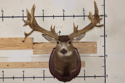 29-Point MULE DEER Shoulder Mount with Reproduction Antlers after the "Buck of Justice"