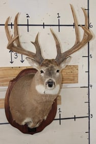 XL WHITETAIL Deer Shoulder Mount with Reproduction Antlers found in Iowa 1986