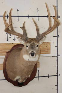 XL WHITETAIL Deer Shoulder Mount with Reproduction Antlers found in Iowa 1986: XL Reproduction WHITETAIL Deer Antlers "Picked Up Klohs Head, found in Iowa 1986. It has a 194 2/8 TYP Boone and Crockett Points". COLLECTIBLE TAXIDERMY