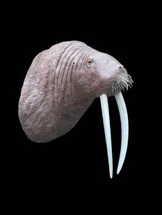 *New* and *Rarely Seen* Huge Reproduction WALRUS Shoulder Mount: *New* and *Rarely Seen* Huge Reproduction WALRUS Shoulder Mount. He measures 36" Tall x 27" Wide and the Big reproduction Ivory Tusks that measure 25" Long each. He is to scale and Very Life-like! He