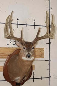 14-Point WHITETAIL DEER Shoulder Mount with Reproduction Antlers after "The Flemming Sheds"