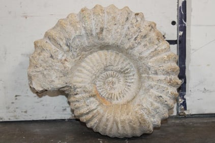 XL 16 lb AMMONITE Fossil Specimen