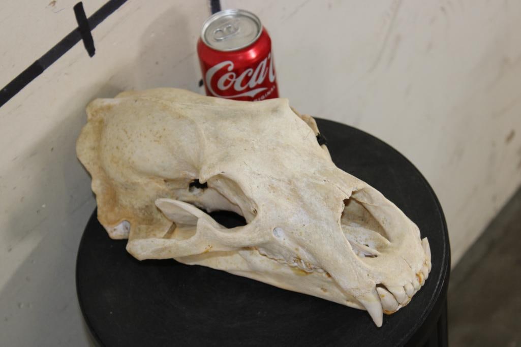 BROWN BEAR Skull with All its Teeth: Very Nice BROWN BEAR Skull with All its Teeth. It measures 13.5" Long x 7 7/8" Wide. TAXIDERMY