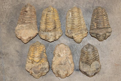 (7) TRILOBITE Fossil Specimens from Morocco (ONE$)