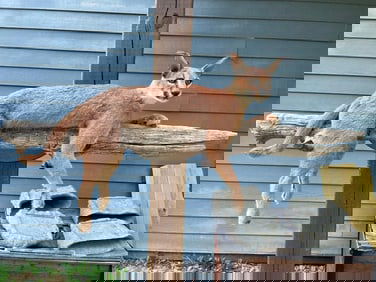 *New* Life-sized AFRICAN CARACAL CAT Mounted on a Laying Limb