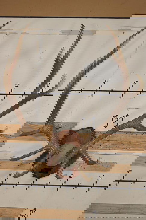 Massive Xxl Heavy 14-point Elk Antler Rack On A Wood Plaque Auction