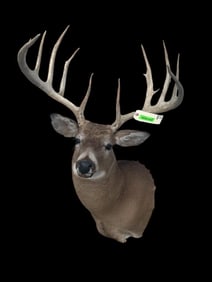 *New* Boone and Crockett 180" Scored Typical 12-Point WHITETAIL DEER Shoulder Mount *Real Antlers*