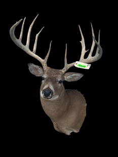 *New* Boone and Crockett 180" Scored Typical 12-Point WHITETAIL DEER Shoulder Mount *Real Antlers*: *New* with *Real Antlers* Boone and Crockett 180" Scored Typical WHITETAIL DEER Buck Shoulder Mount. It has 12-Points, a 23" Spread, and Long Tines. Beautiful Taxidermy Mount. TAXIDERMY