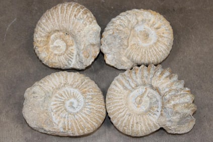 (4) AMMONITE FOSSIL Specimens from Morocco (ONE$)