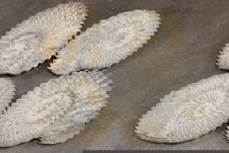 (4) AMMONITE FOSSIL Specimens from Morocco (ONE$): 4 AMMONITE FOSSIL Specimens from Morocco. They all measure between 3.5"-4 1/8" Long and the Total Weight is 3 lbs 10 oz. Ammonite Fossils are found in sedimentary rock layers of limestone and clay in