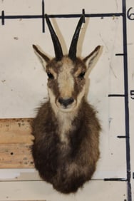 CHAMOIS Shoulder Mount