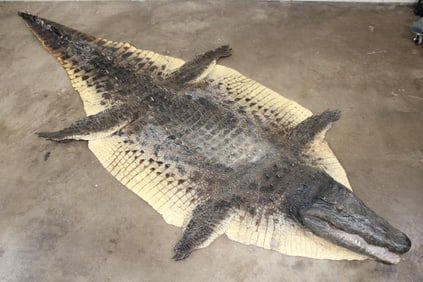 Big CROCODILE Hide Rug with a Felt and its Mounted Head