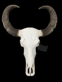 Very Large ASIAN WATER BUFFALO Skull