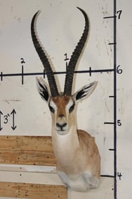 GRANT'S GAZELLE Shoulder Mount