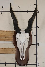 ELAND Skull on a Wooden Plaque