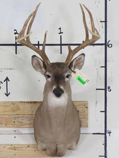 10-Point WHITETAIL DEER Shoulder Mount with a Big Rack: Big Rack 10-Point WHITETAIL DEER Shoulder Mount with a 20" Spread. TAXIDERMY