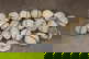 item-209902896=1