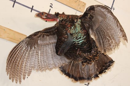 Life-sized Flying TURKEY with a Hook to Hang from the Ceiling