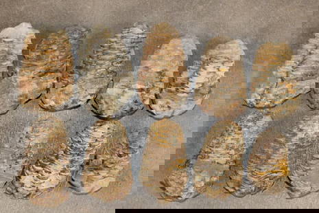 (10) TRILOBITE Fossils from Morocco (ONE$): 10 TRILOBITE Fossil Specimens from Morocco. They measure 2"-3" Long each.&nbsp;Trilobites are Arthropods. They look like little hard shelled insects. They are often nicknamed "bugs" by fossil collecto