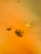 item-209902927=4